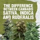 Différence entre Cannabis Sativa, Indica et Ruderalis