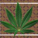 Que sont les feuilles nourricières du cannabis ?