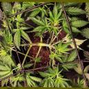 Erreurs lors du palissage des plants de cannabis — ce qu'il faut éviter
