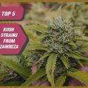 Top 5 des variétés Kush de Zambeza Seeds