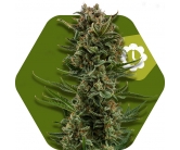 White Widow XL Autofleurissante