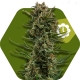 White Widow XL Autofleurissante