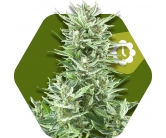 Big Bud XXL Autofleurissante