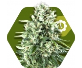 Super Silver Haze Autoflorissante