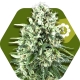 Super Silver Haze Autoflorissante