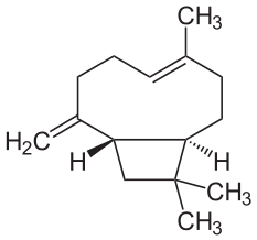 Caryophyllène