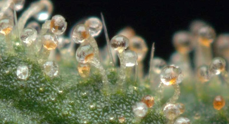 Cannabis Ambre Trichomes