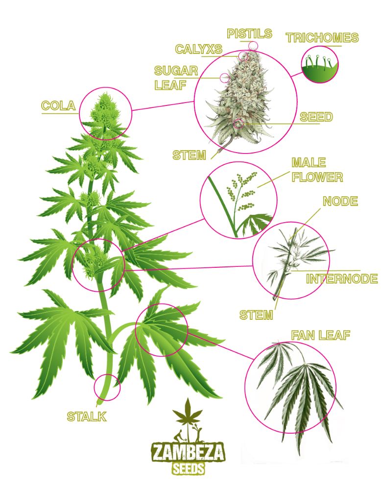 Anatomie D’un Plant De Cannabis 