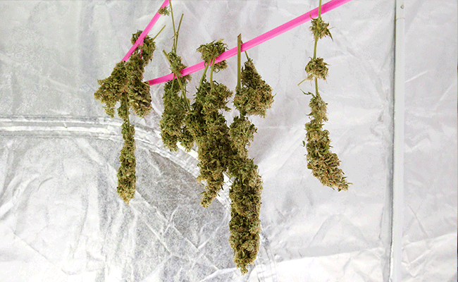 Dry Cannabis