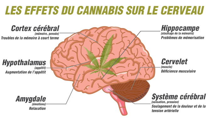 Les effets du Cannabis sur le cerveau