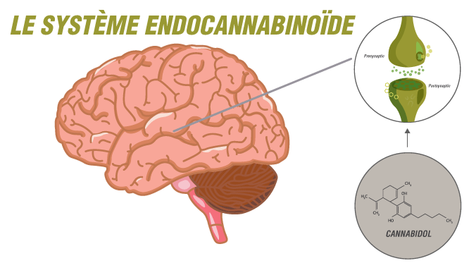 Le Système Endocannabinoïde