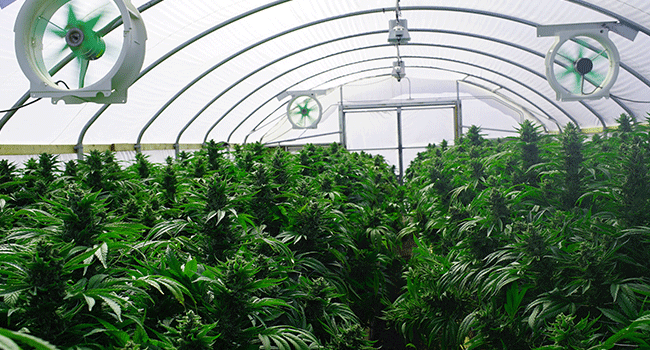 Airflow inside a Greenhouse