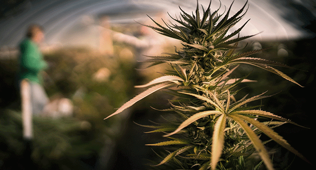 Grow Cannabis in Greenhouse