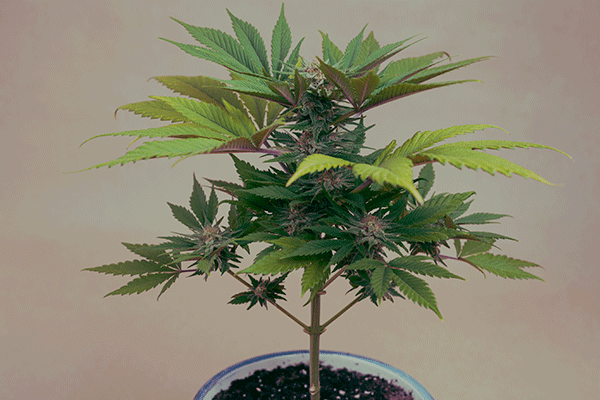 Cannabis plant