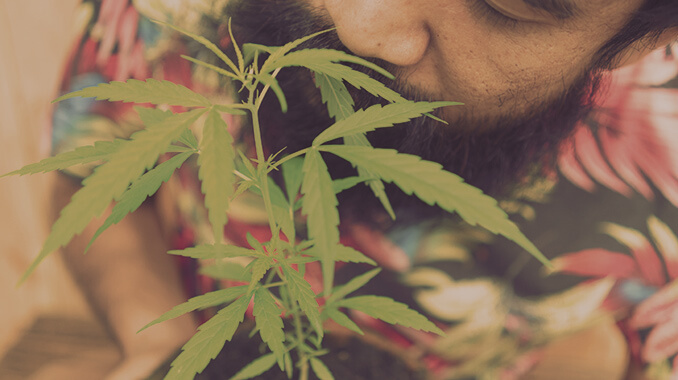  Plante de cannabis cultivée à la maison