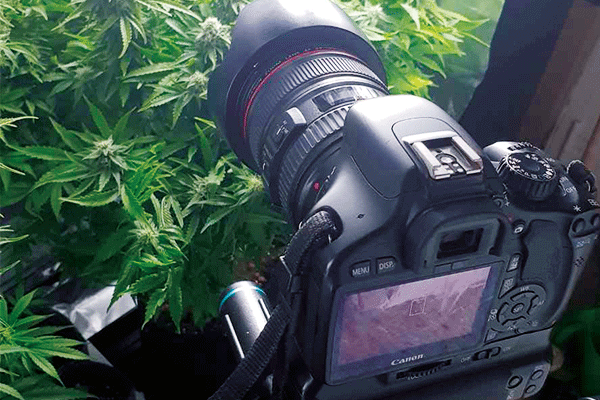 Cannabis Shooting with a Reflex Camera
