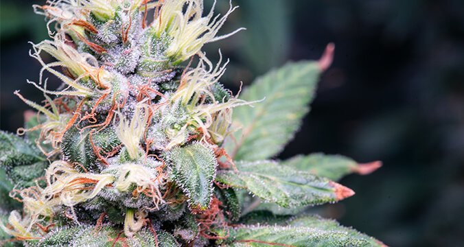 Pistils start to turn orange, brown, and red, then you are ready to cut down