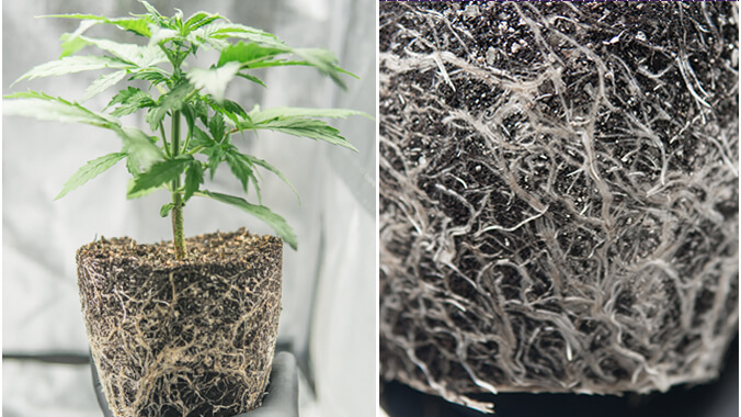 Raíces de las plantas de cannabis