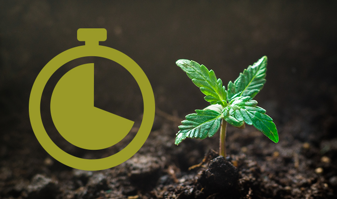 Guide De Culture Du Cannabis À Autofloraison