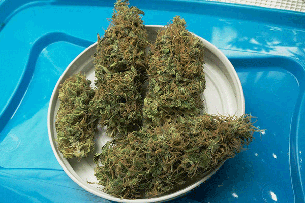 Super Silver Haze Buds