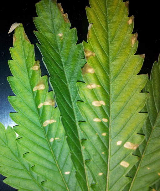 La carence en calcium plantes de cannabis