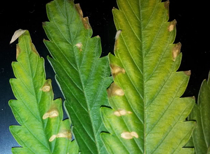 Comment Repérer Et Gérer Les Carences En Calcium Des Plants De Cannabis