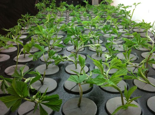 Clones Cannabis Plants