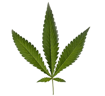 Cannabis Ruderalis feuille