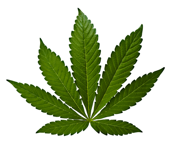 Cannabis Indica feuille