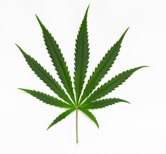 Cannabis Sativa feuille