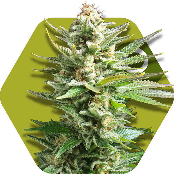 amnesia haze feminized cannabis strain