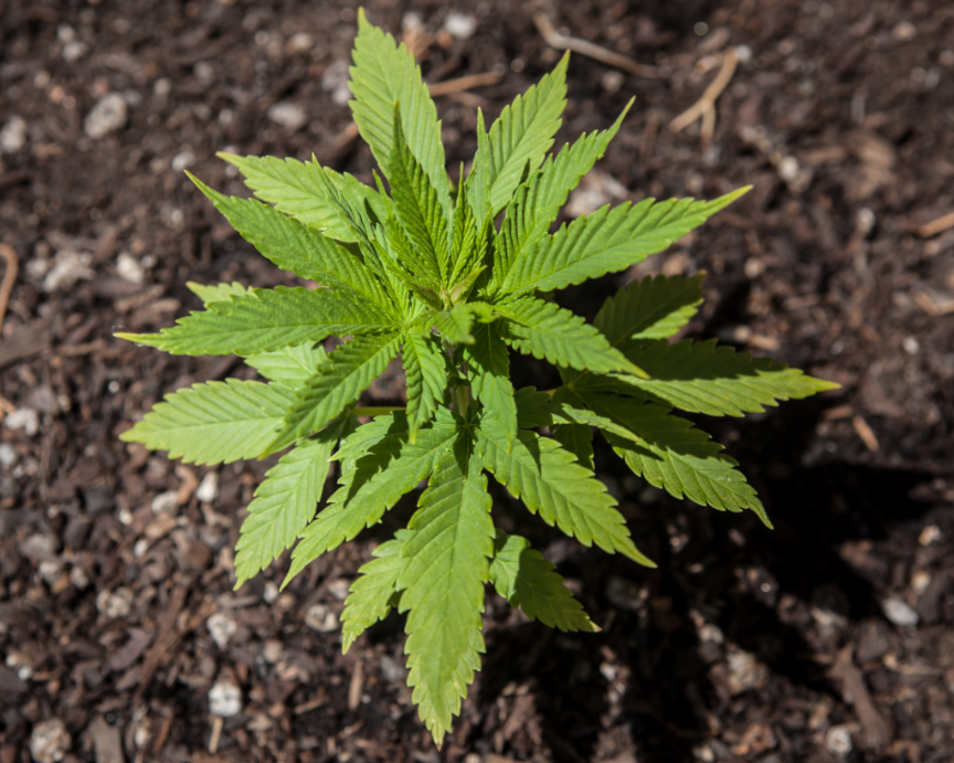 Small Cannabis Plant