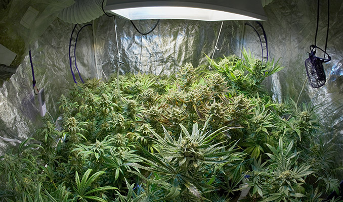cannabis growroom