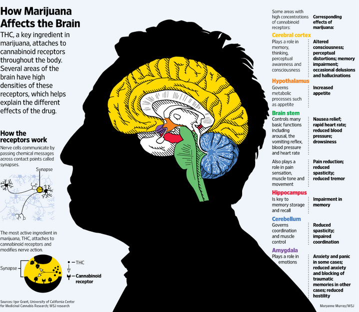 THC et le cerveau