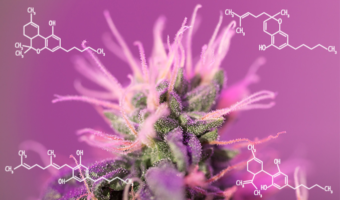 Comment Le Cannabis Peut Aider À Combattre Les Inflammations