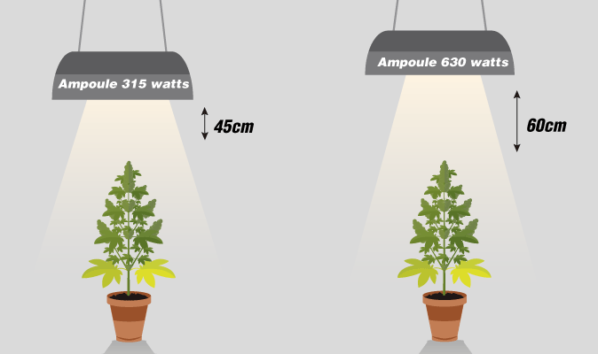 Dostamce adéquate entre la conpée des plants et les lampes