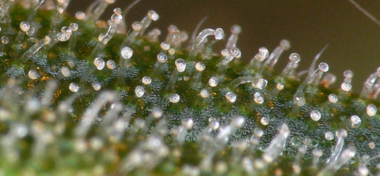 Cannabis lactée Trichomes