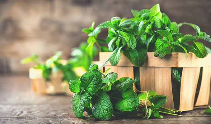 Top 10 Des Alternatives Au Tabac Pour Les Joints