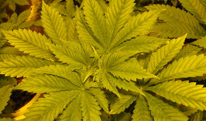 Carence En Azote Dans Le Plant De Cannabis