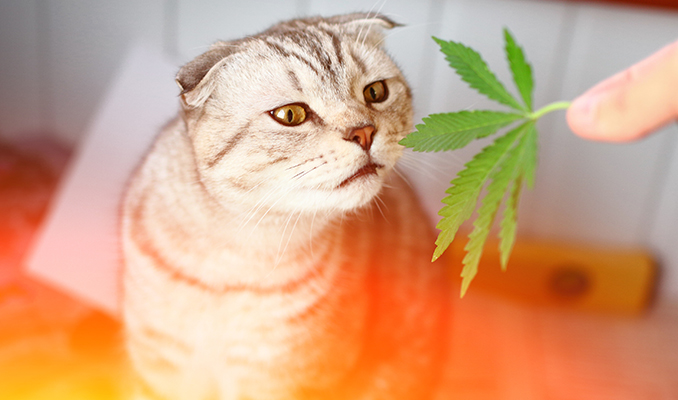 Comment Le CBD Peut Aider Vos Animaux Domestiques 