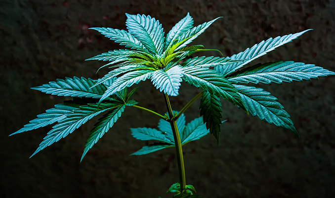 La Phase Végétative Du Cannabis