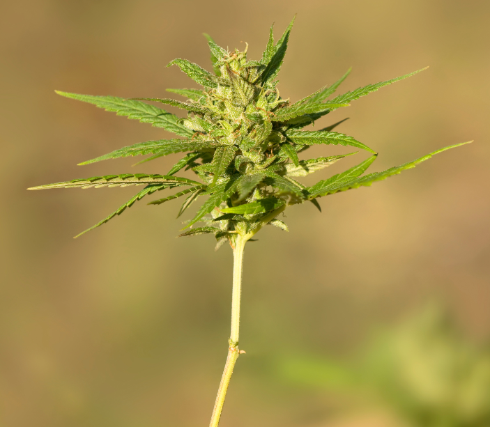 Les plants de cannabis marijuana