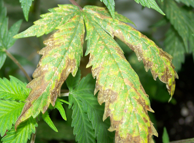 Carence En Potassium plante de cannabis