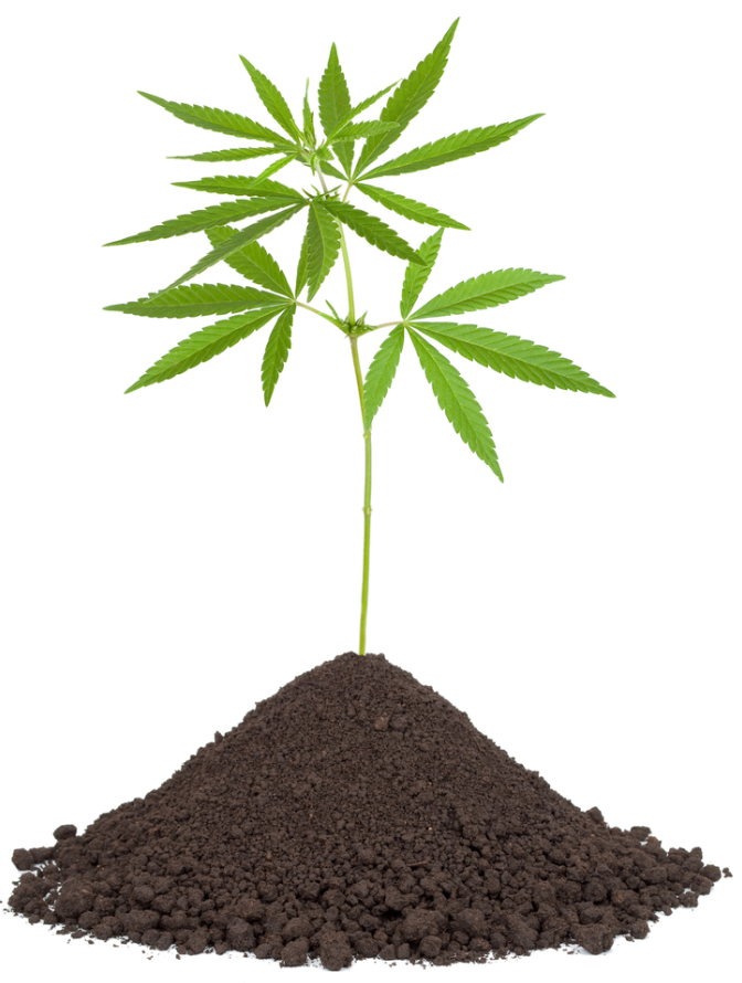 Créer le meilleur sol pour votre marijuana