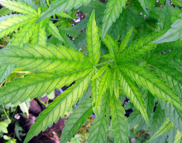 Soufre déficit cannabis