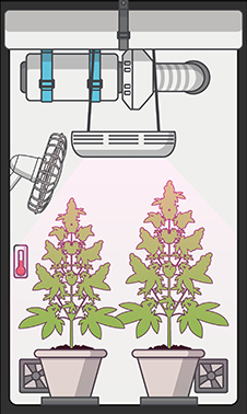 FLUX D’AIR ET CONTRÔLE DE L’ODEUR cannabis