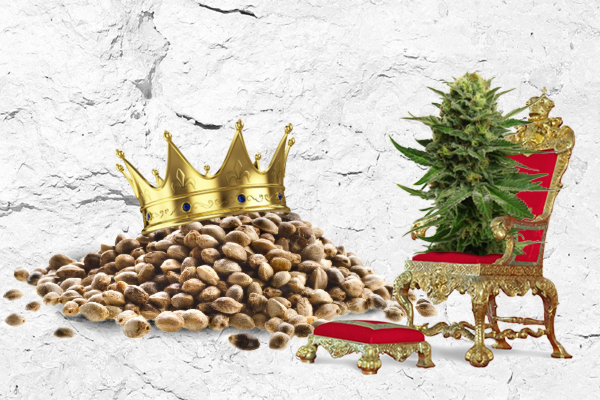 King Willem Alexander's Cannabis Throne