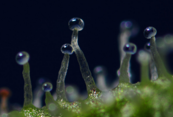 Cannabis trichomes transparents