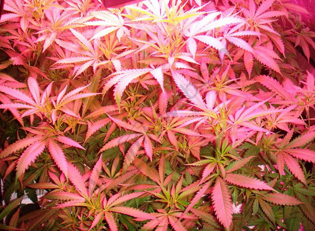Plants de cannabis aéroponique