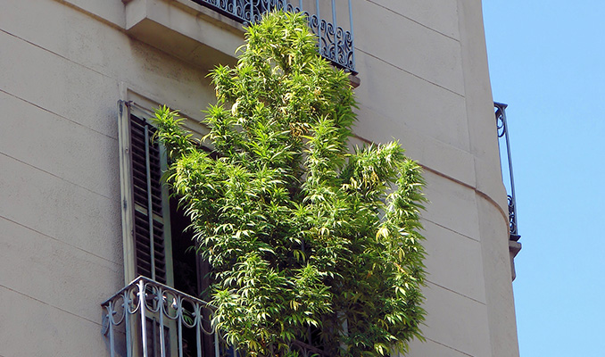 Cultiver De La Weed Sur Un Balcon